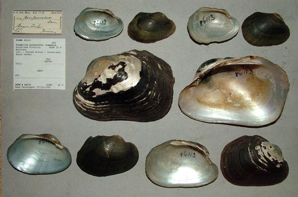 specimen