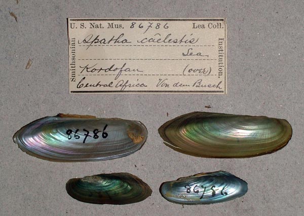 specimen