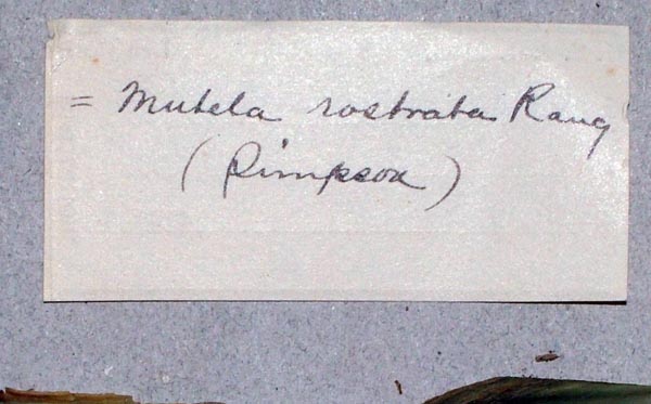 specimen