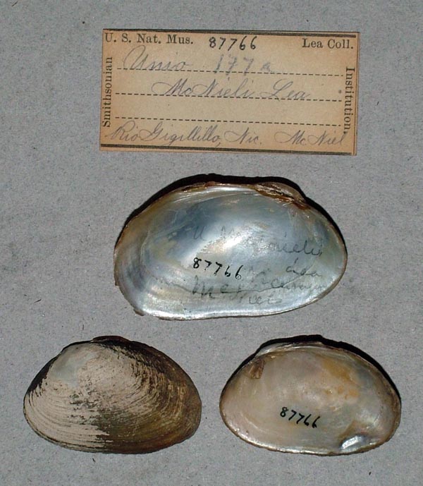 specimen