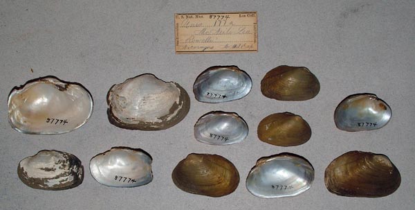 specimen