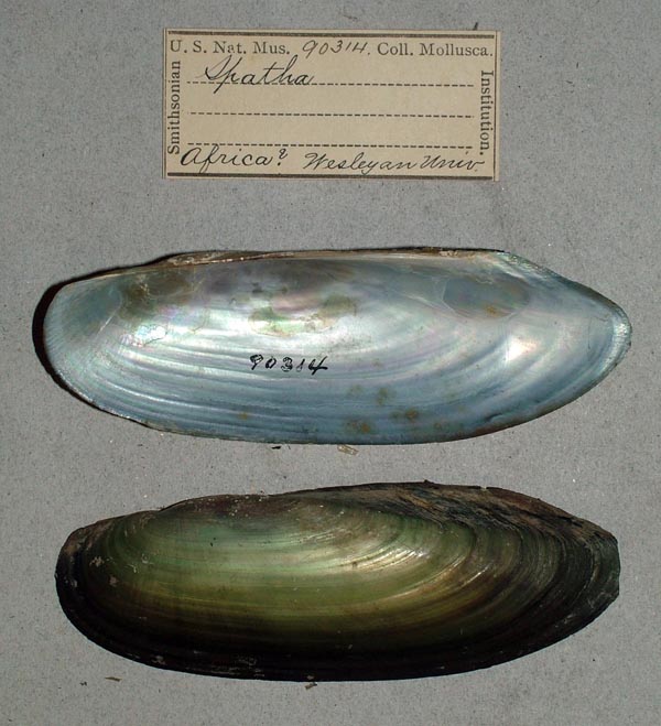 specimen