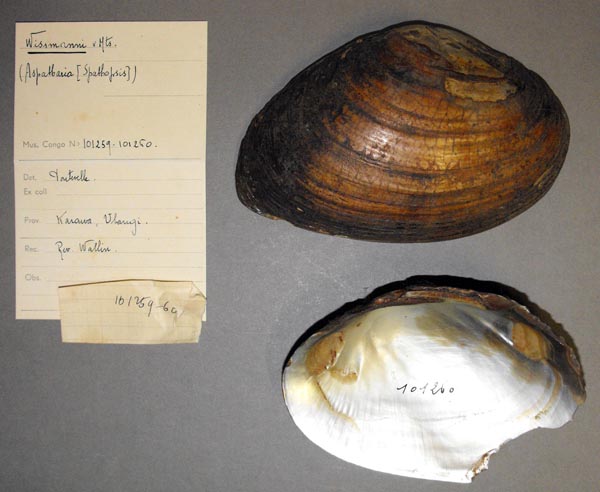 specimen