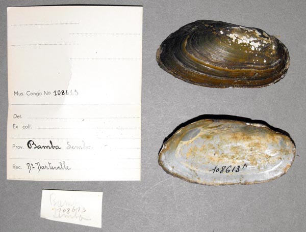 specimen
