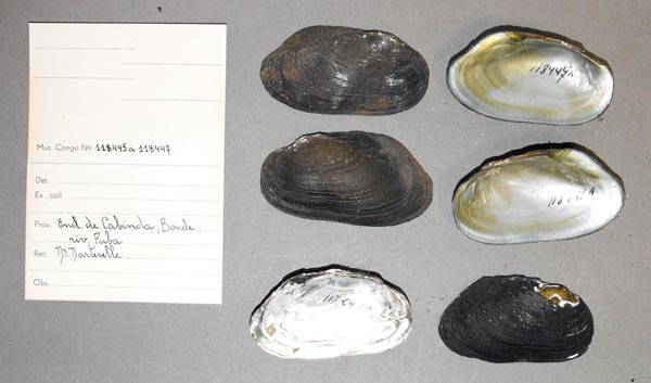 specimen