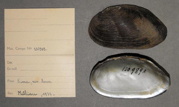 specimen