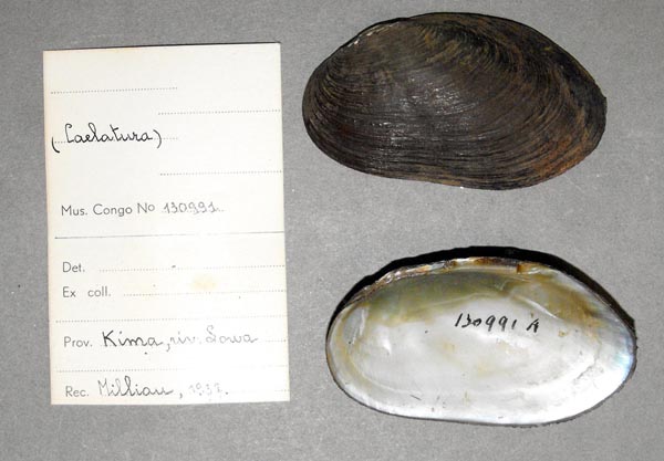 specimen