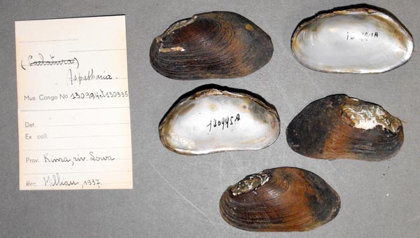 specimen