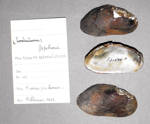 specimen