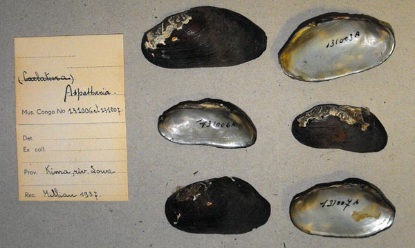 specimen