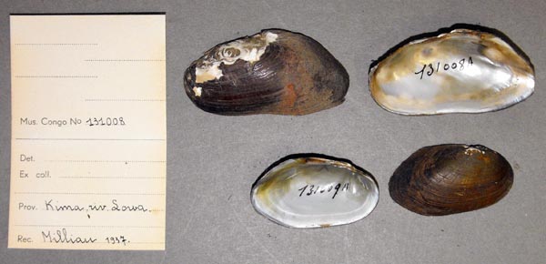 specimen
