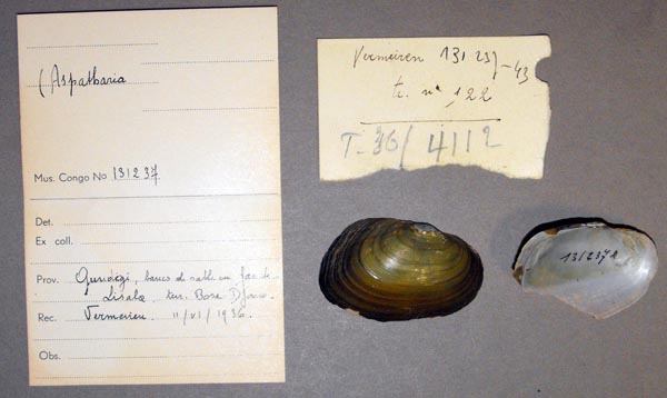 specimen