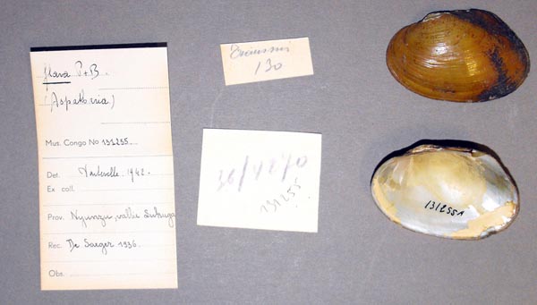 specimen