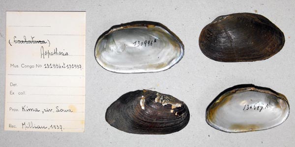 specimen