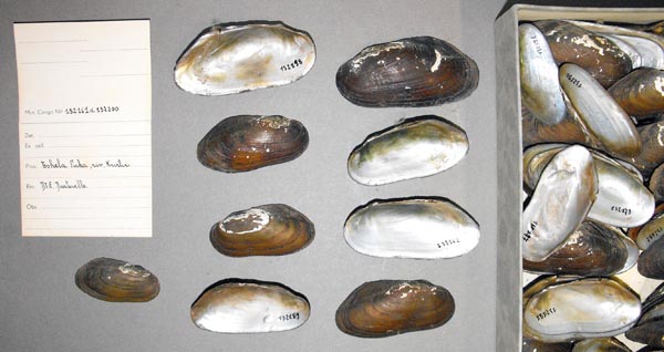 specimen