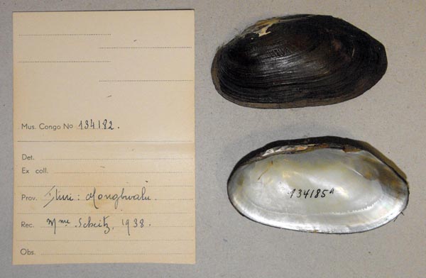 specimen