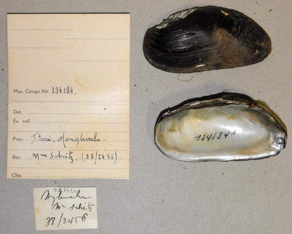 specimen