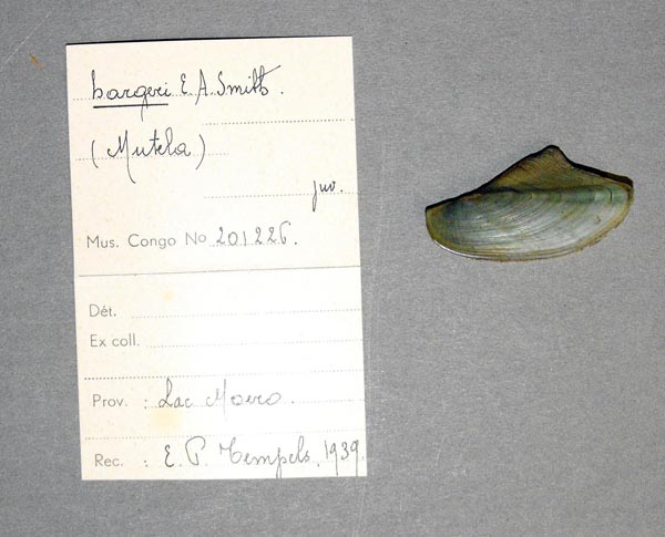 specimen
