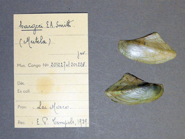 specimen