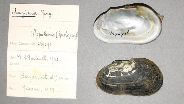 specimen