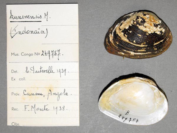 specimen