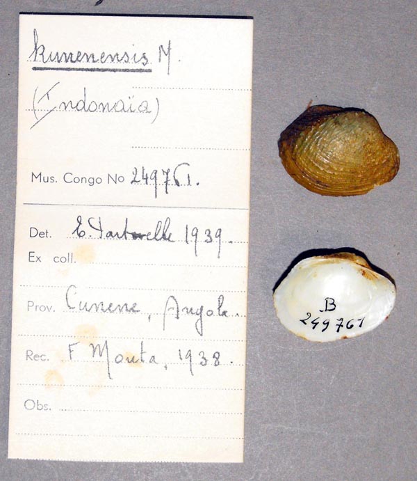 specimen