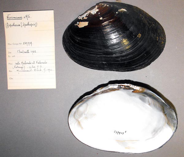 specimen