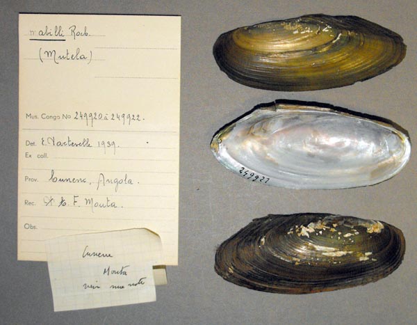 specimen