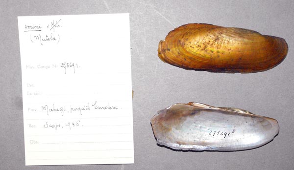 specimen
