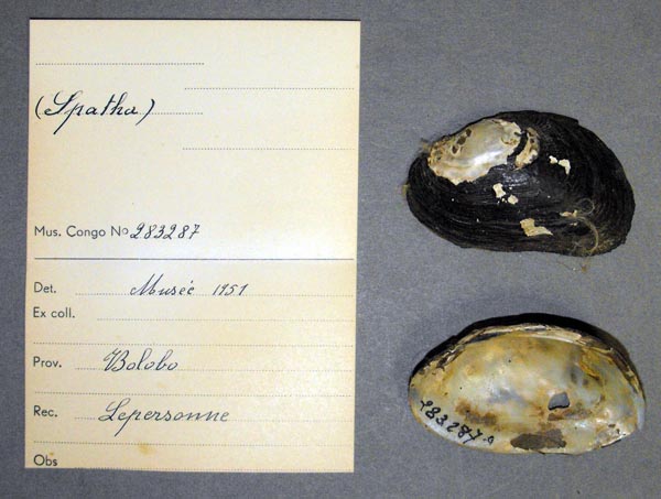 specimen