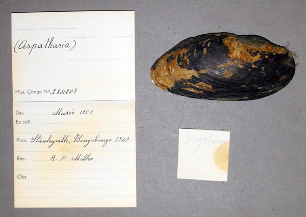 specimen