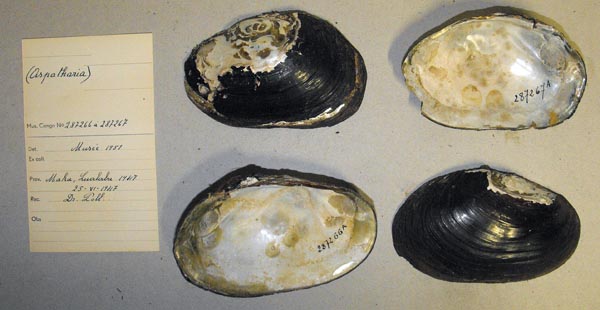 specimen
