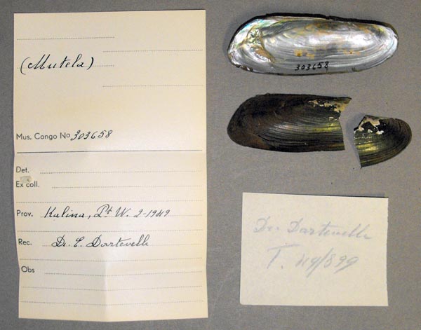 specimen
