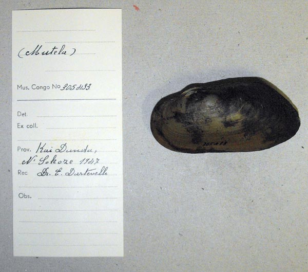 specimen