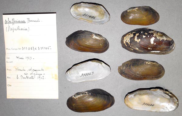 specimen