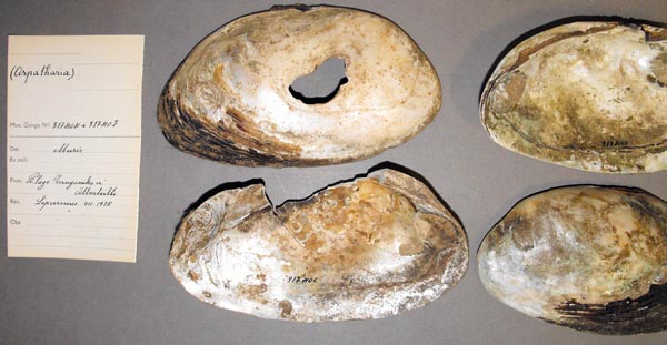 specimen
