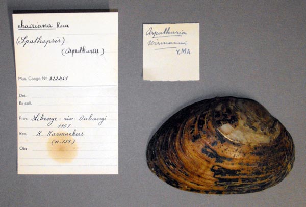 specimen