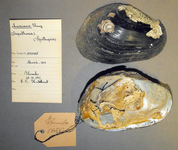 specimen