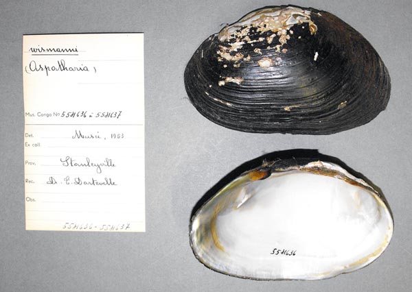 specimen