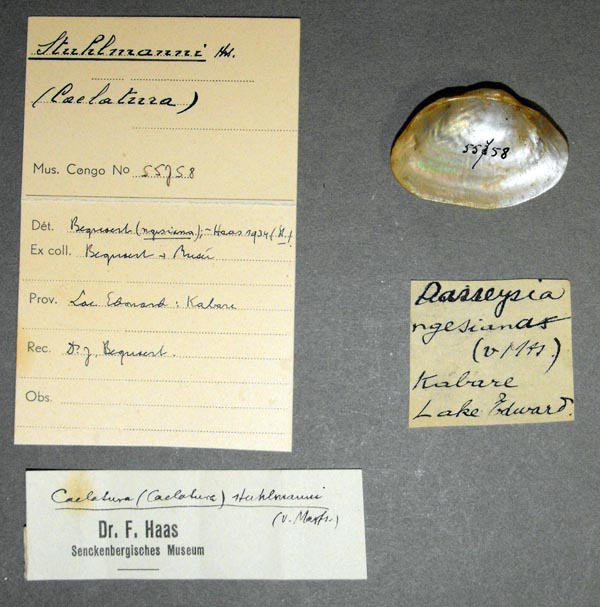 specimen