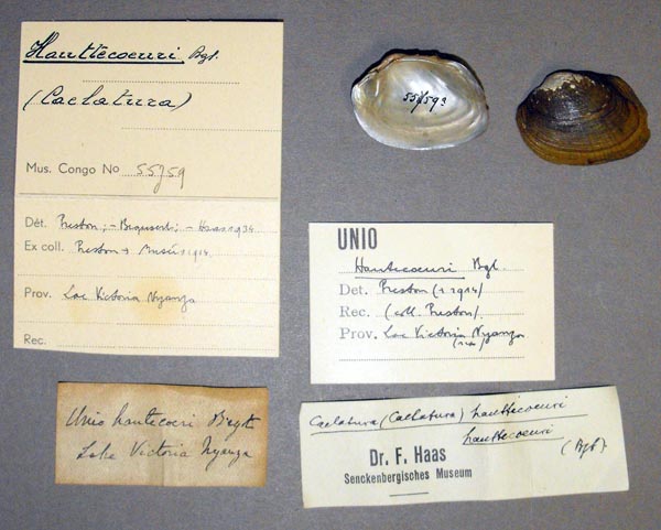 specimen