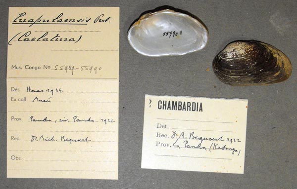 specimen