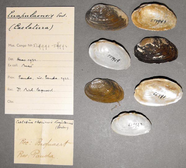 specimen