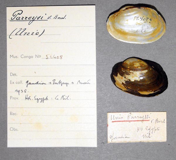 specimen