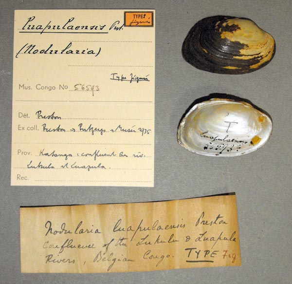 specimen