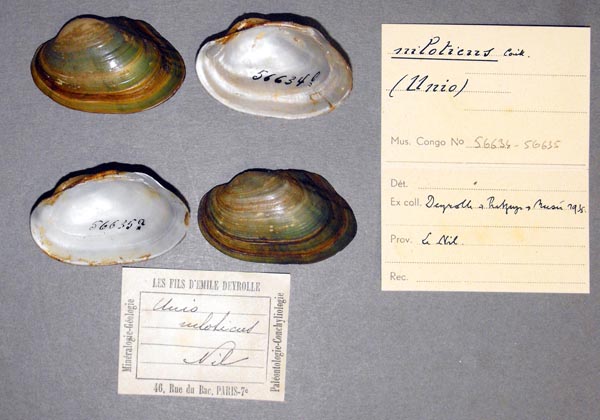 specimen