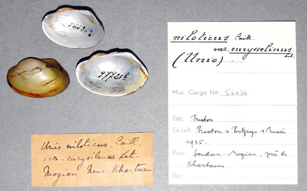 specimen