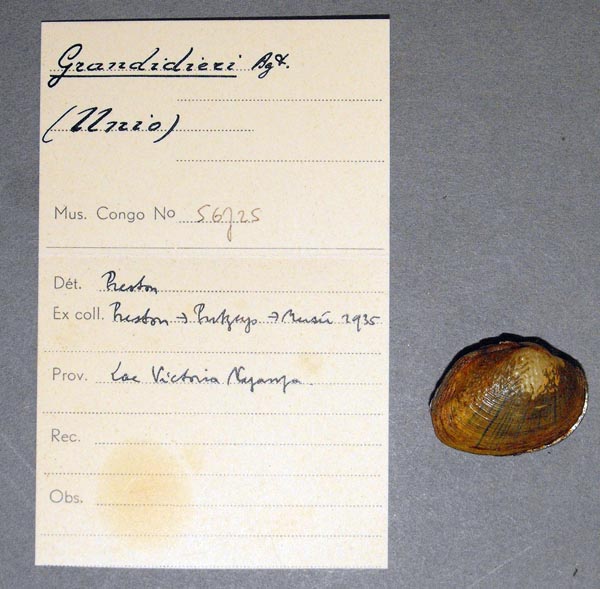 specimen