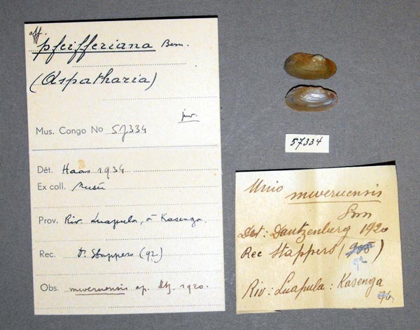specimen
