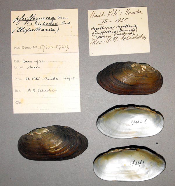 specimen
